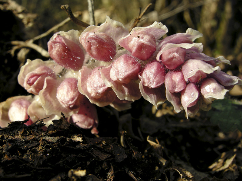 Lathraea squamaria - Latrea squamosa - nel Chianti